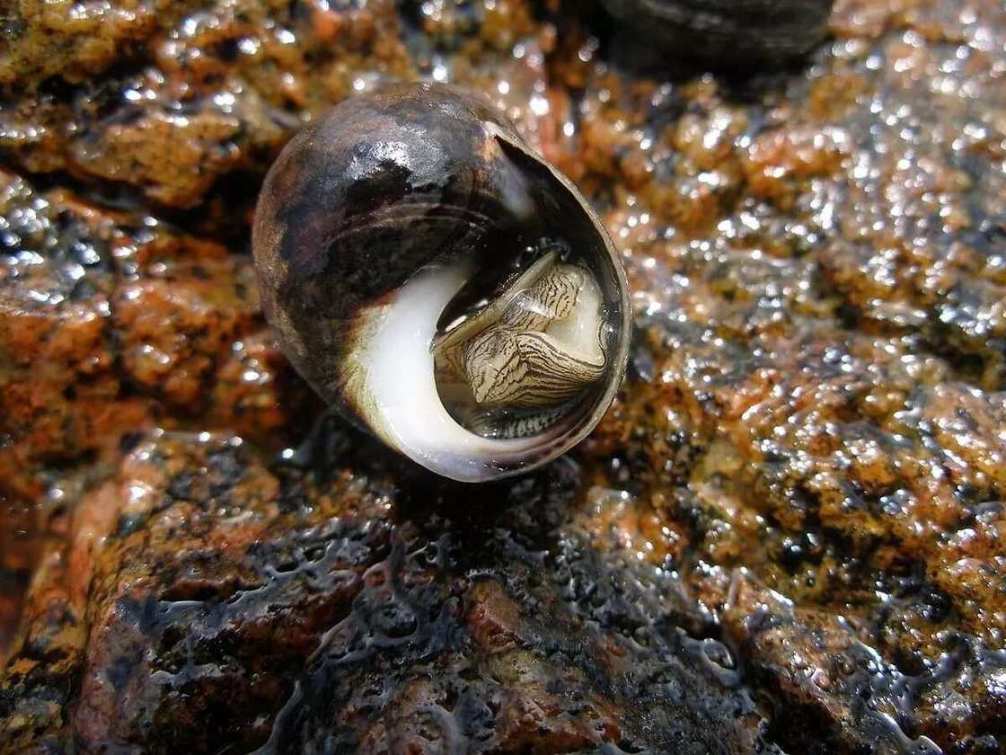 Add winkles into atama soup with waterleaf