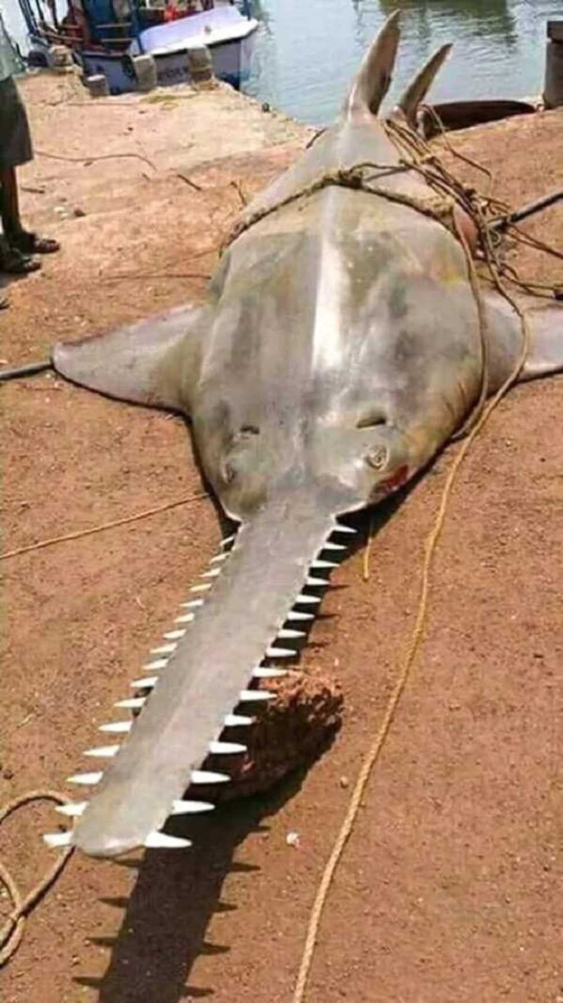 Allah buwayi: Hotunan wani kifi mai ban al'ajabi da wasu masunta suka kama Allah buwayi: Hotunan wani kifi mai ban al'ajabi da wasu masunta suka kama