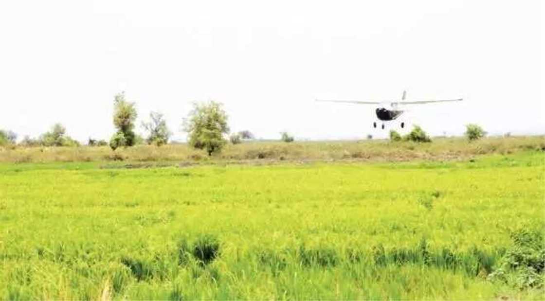 Sabuwar cutar tsutsa ta bulla a gonaki a Kebbi, manoma na fargabar bazuwarta