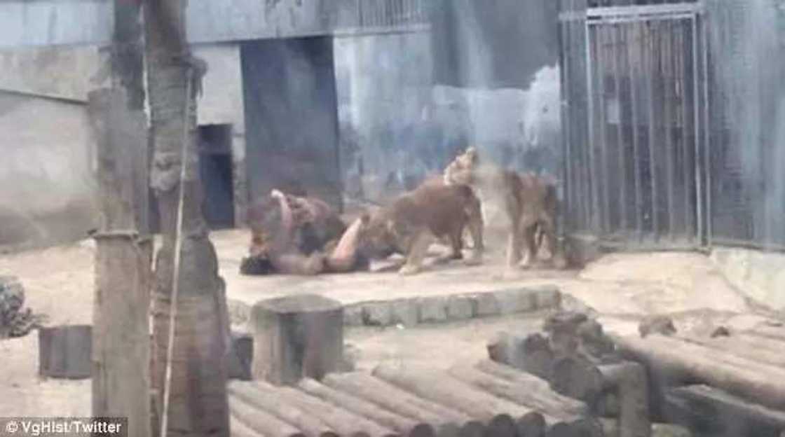 Man survives after jumping into lions' den to commit suicide