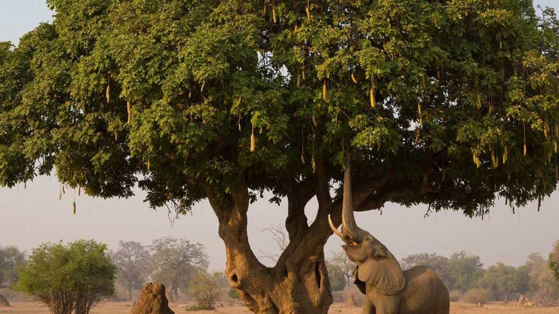 Elephant near tree