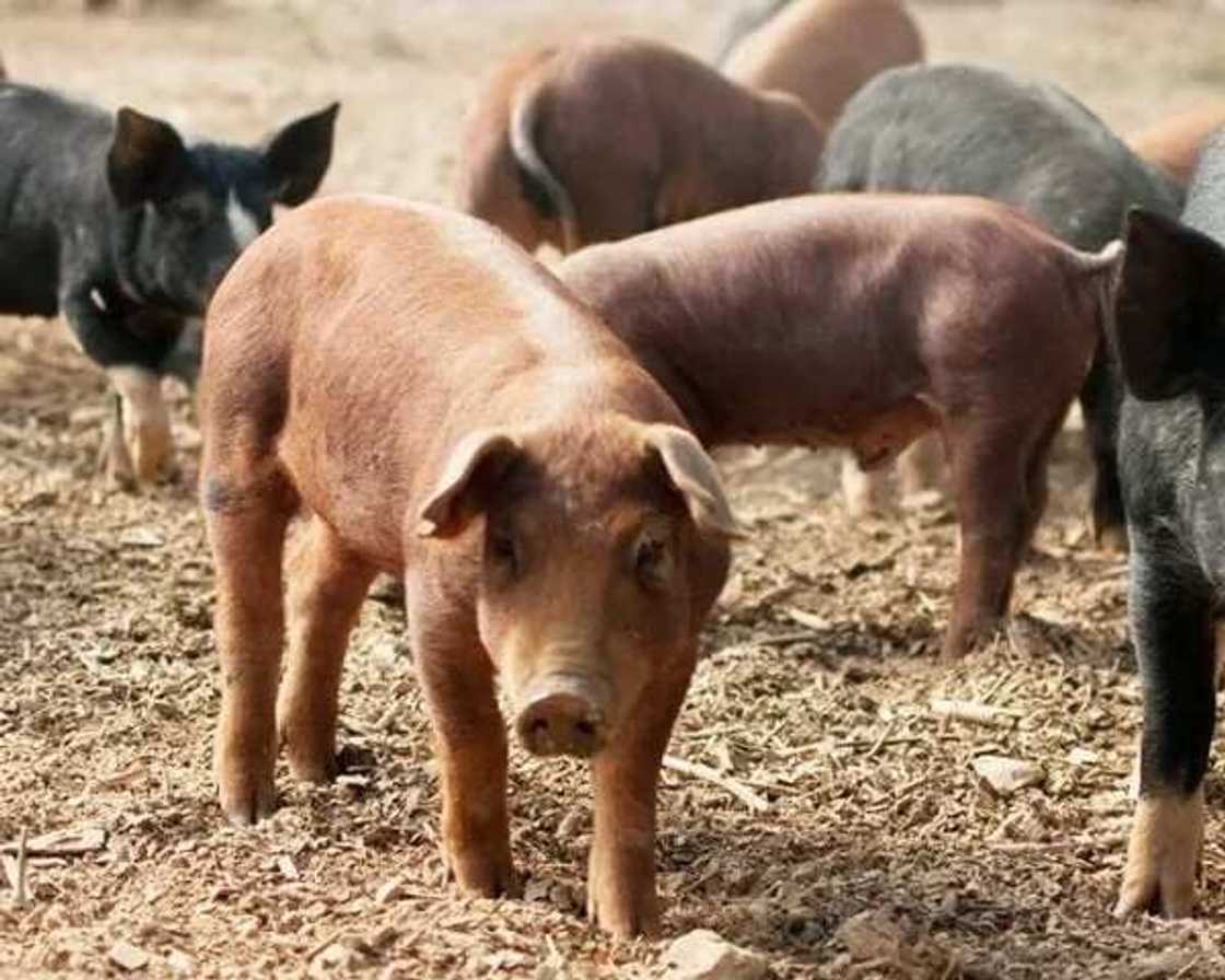 Dalillai 5 da kimiyya ta tabbatar na cewa cin nama Alade bashi kyau bayan Musulunci da ya haramta Dalillai 5 da kimiyya ta tabbatar na cewa cin nama Alade bashi kyau bayan Musulunci da ya haramta