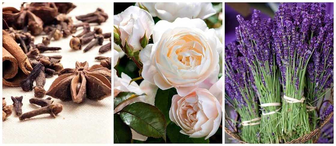 Clove Eastern Perfume Clove Eastern Perfume