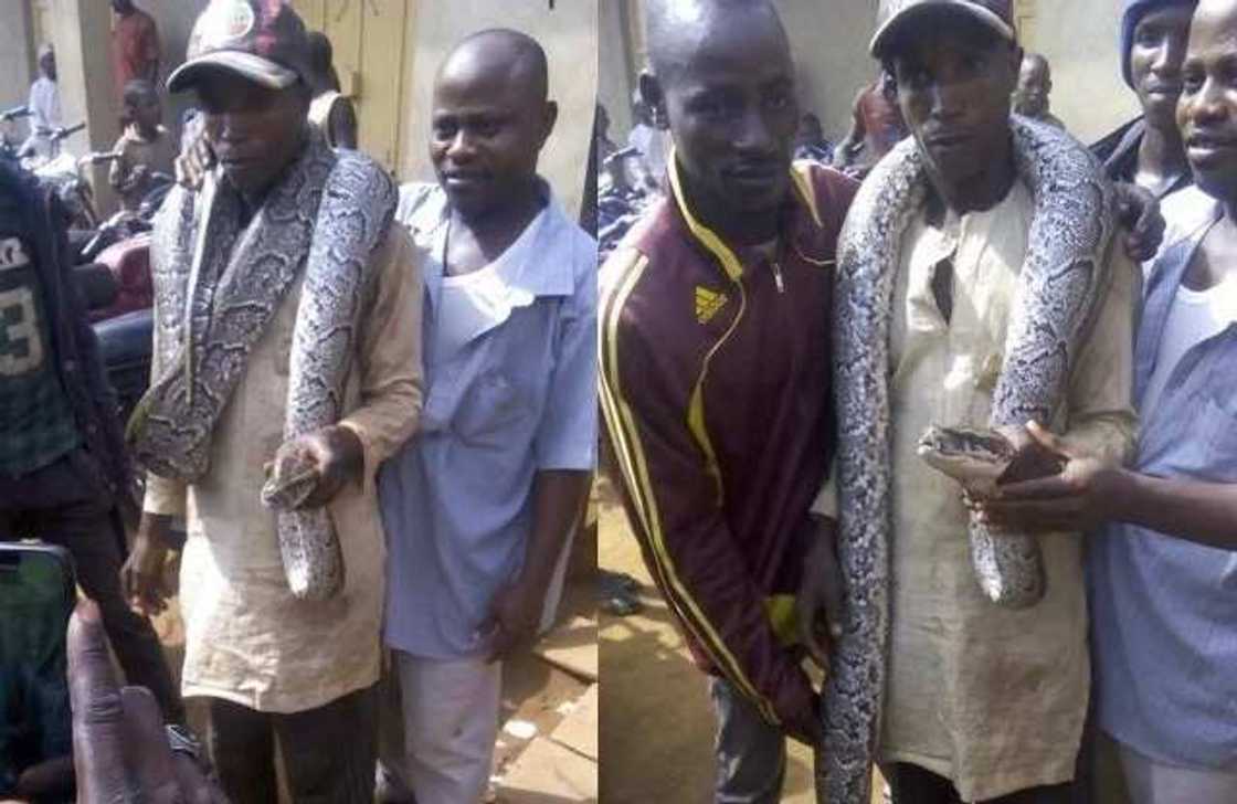 Man catches huge python in maraba market Man catches huge python in maraba market