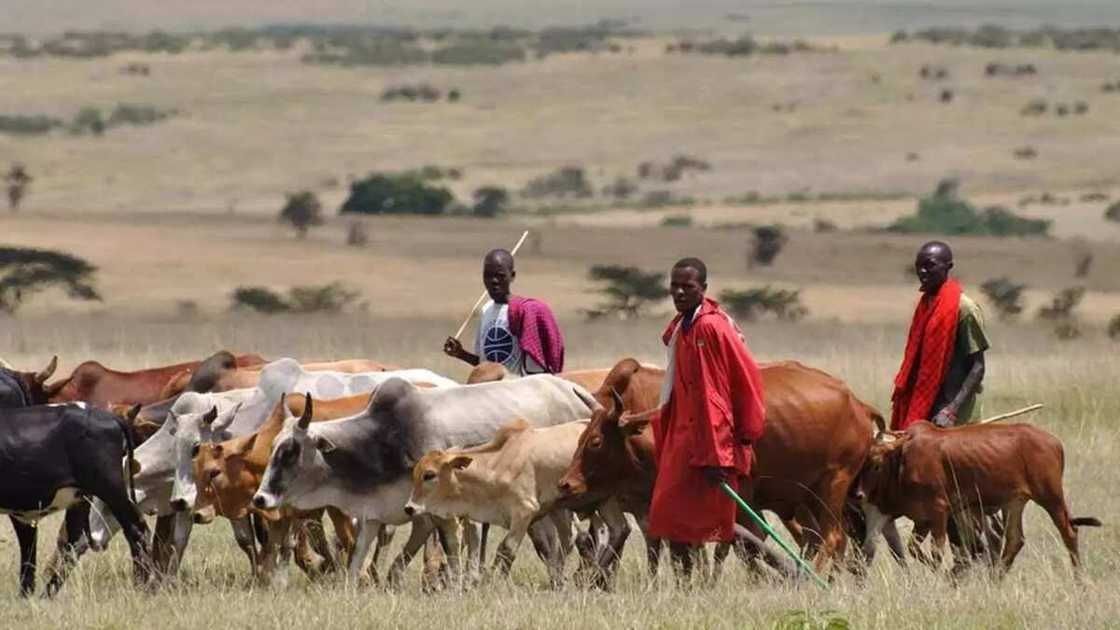 Kashe-kashen Makiyaya : Ina zargin wasu ‘yan siyasa da yunkurin bata suna Fulani -Oladimeji Odeyemi