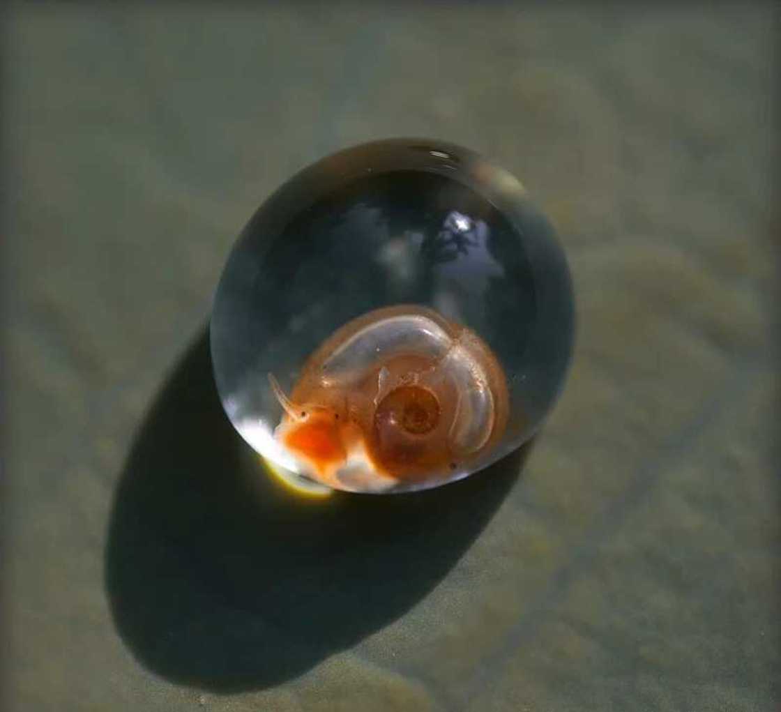 How to hatch snail eggs? How to hatch snail eggs?