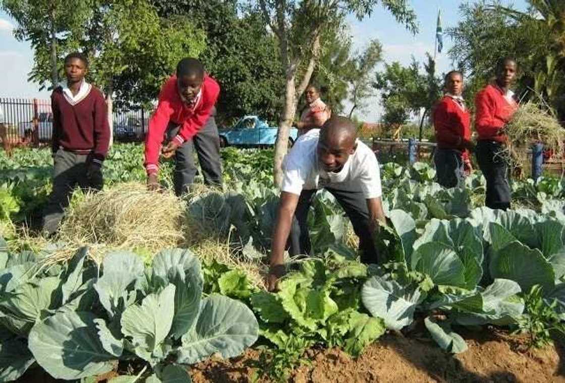 FG set to employ 100,000 graduates into food production FG set to employ 100,000 graduates into food production
