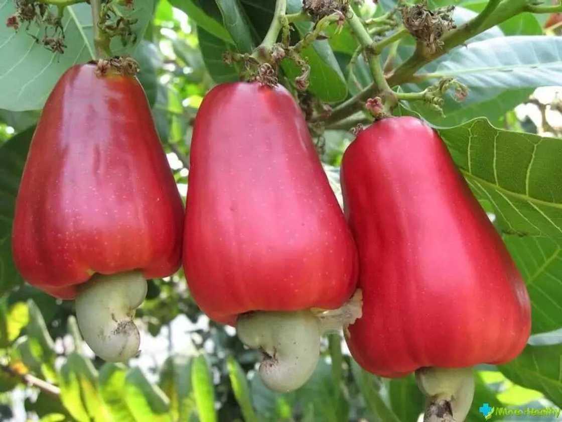 health benefits from cashew nuts