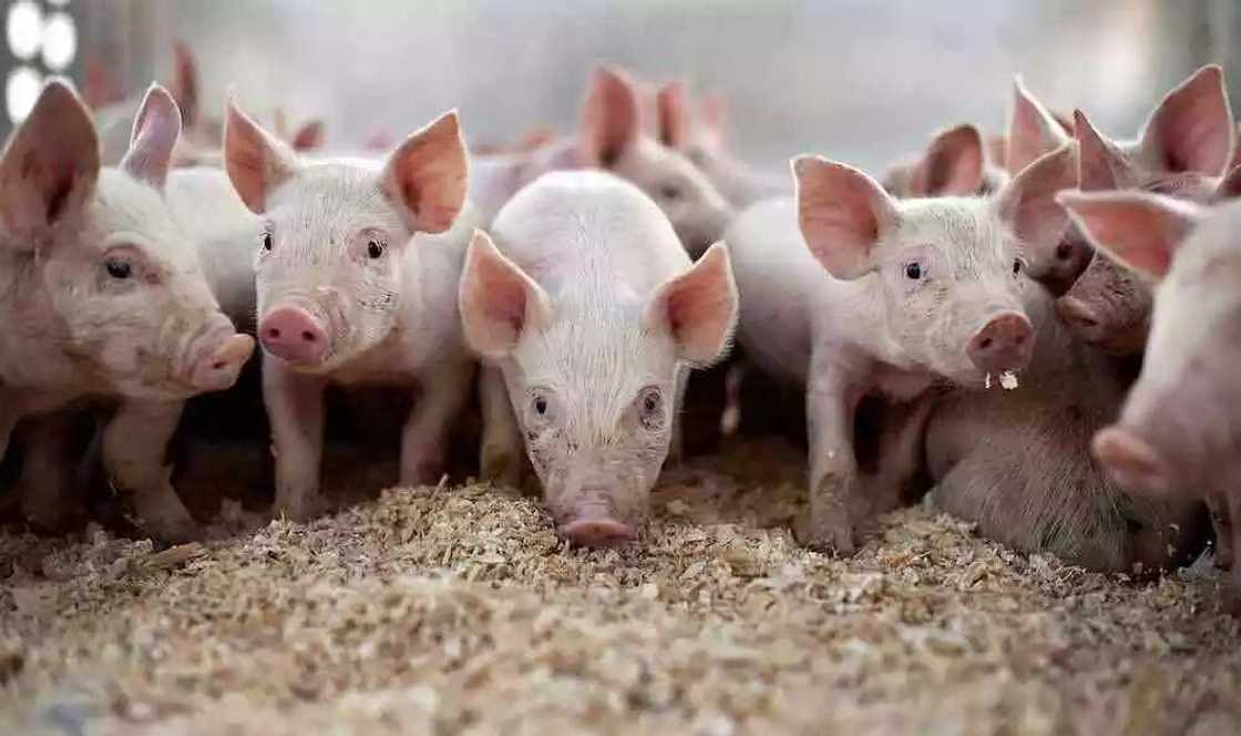 Prospect of livestock farming in Nigeria: pig farming Prospect of livestock farming in Nigeria: pig farming