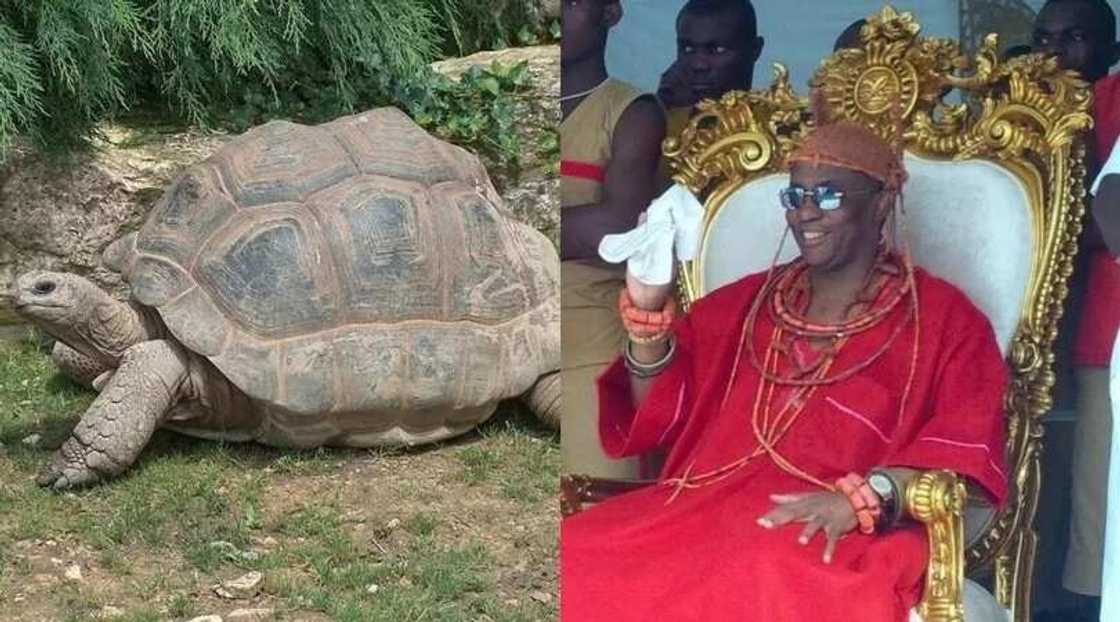 15 days after receiving tiger, Oba of Benin gets 117-year old tortoises 15 days after receiving tiger, Oba of Benin gets 117-year old tortoises