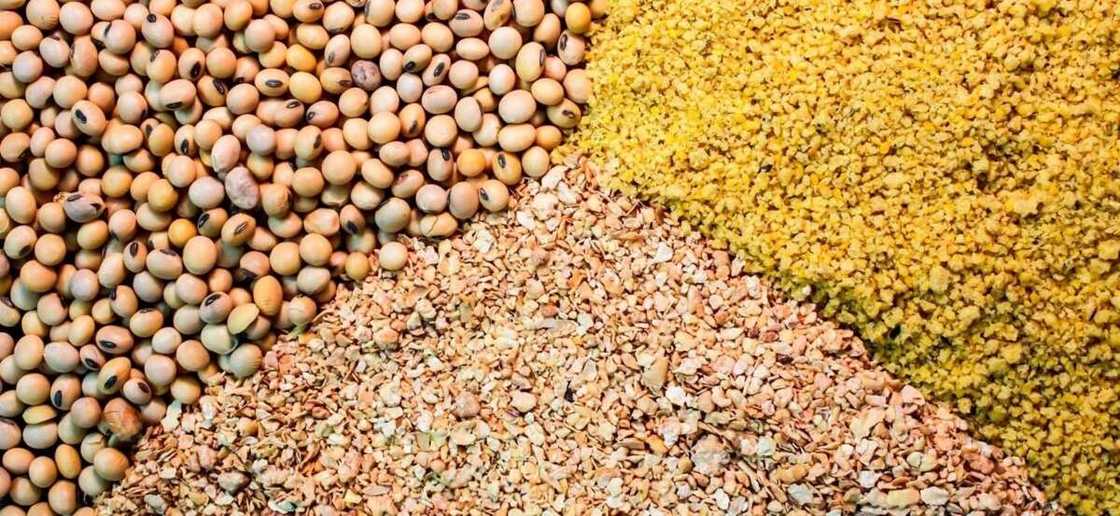 animal feed animal feed