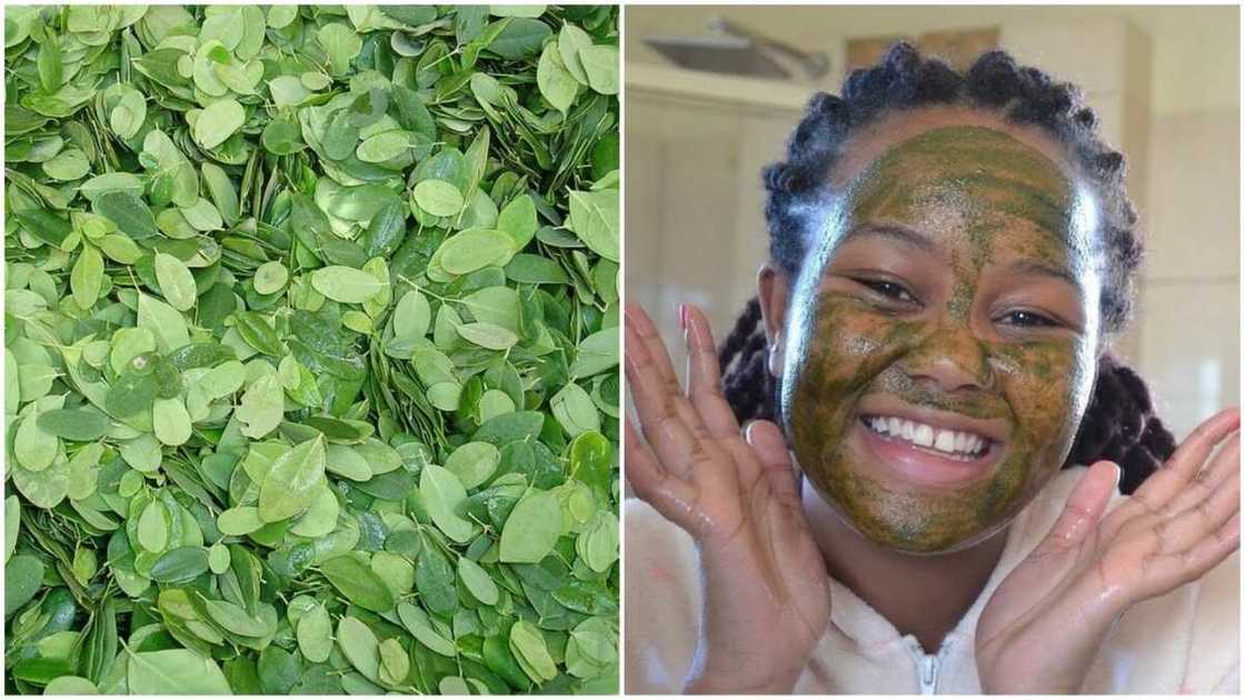 How to use moringa leaves for skin care How to use moringa leaves for skin care