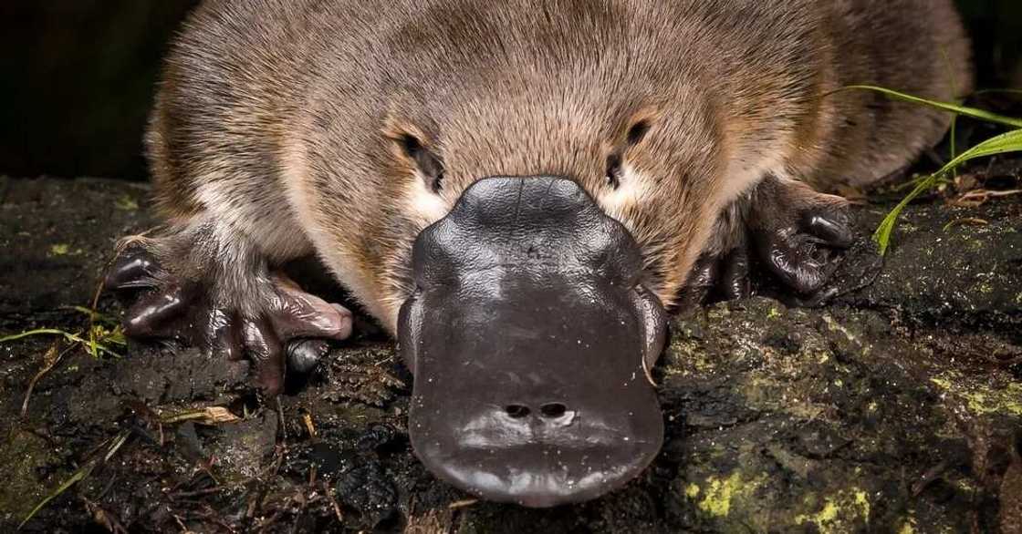 Platypus Platypus