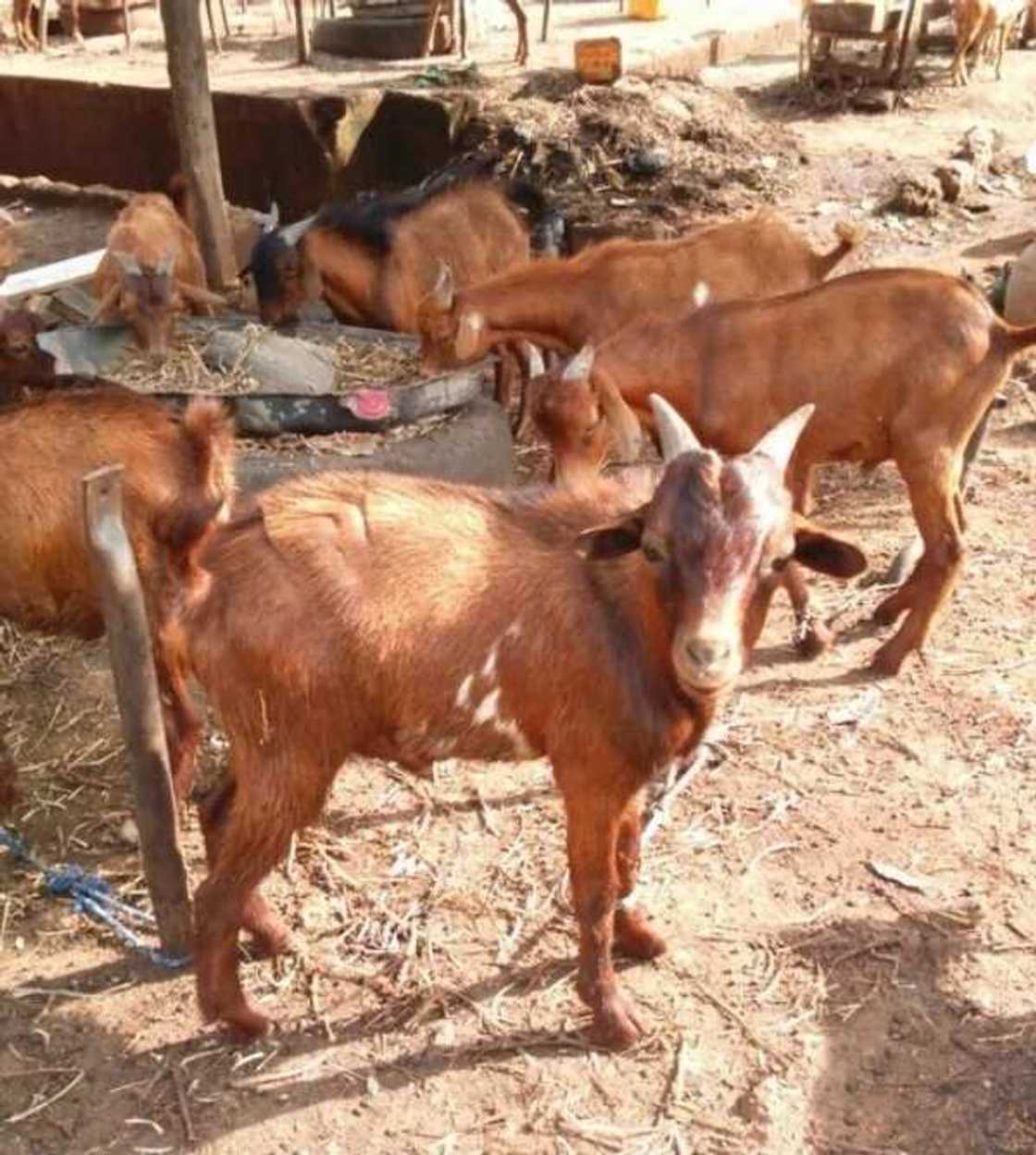 Red Sokoto Red Sokoto