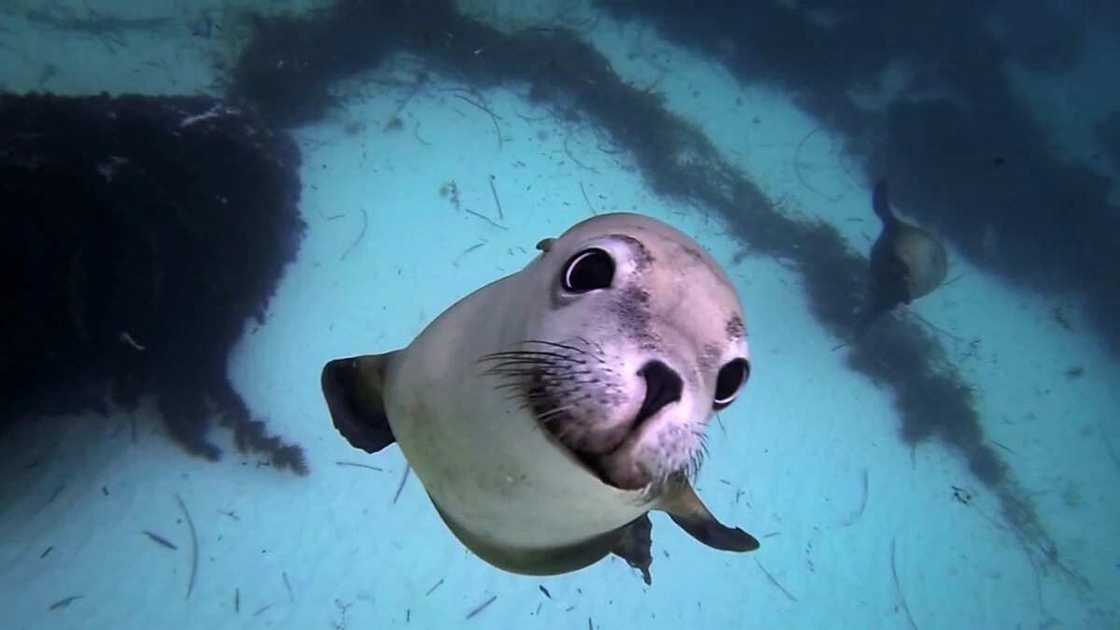 9 animals that live in water 9 animals that live in water