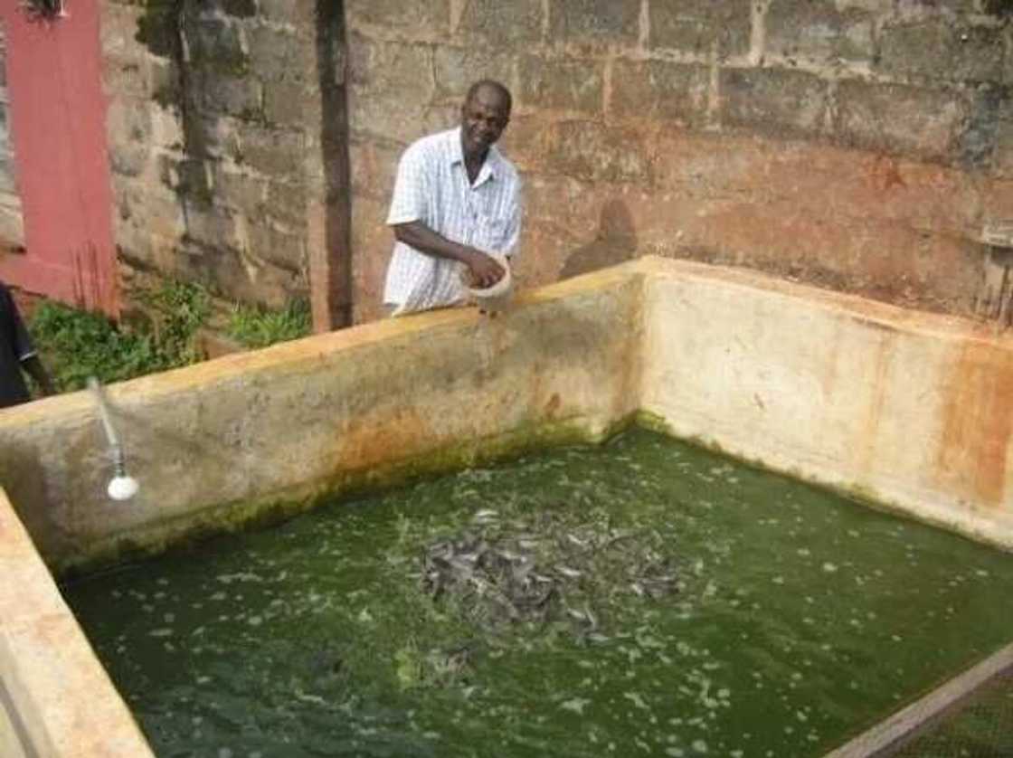 man feeds fish