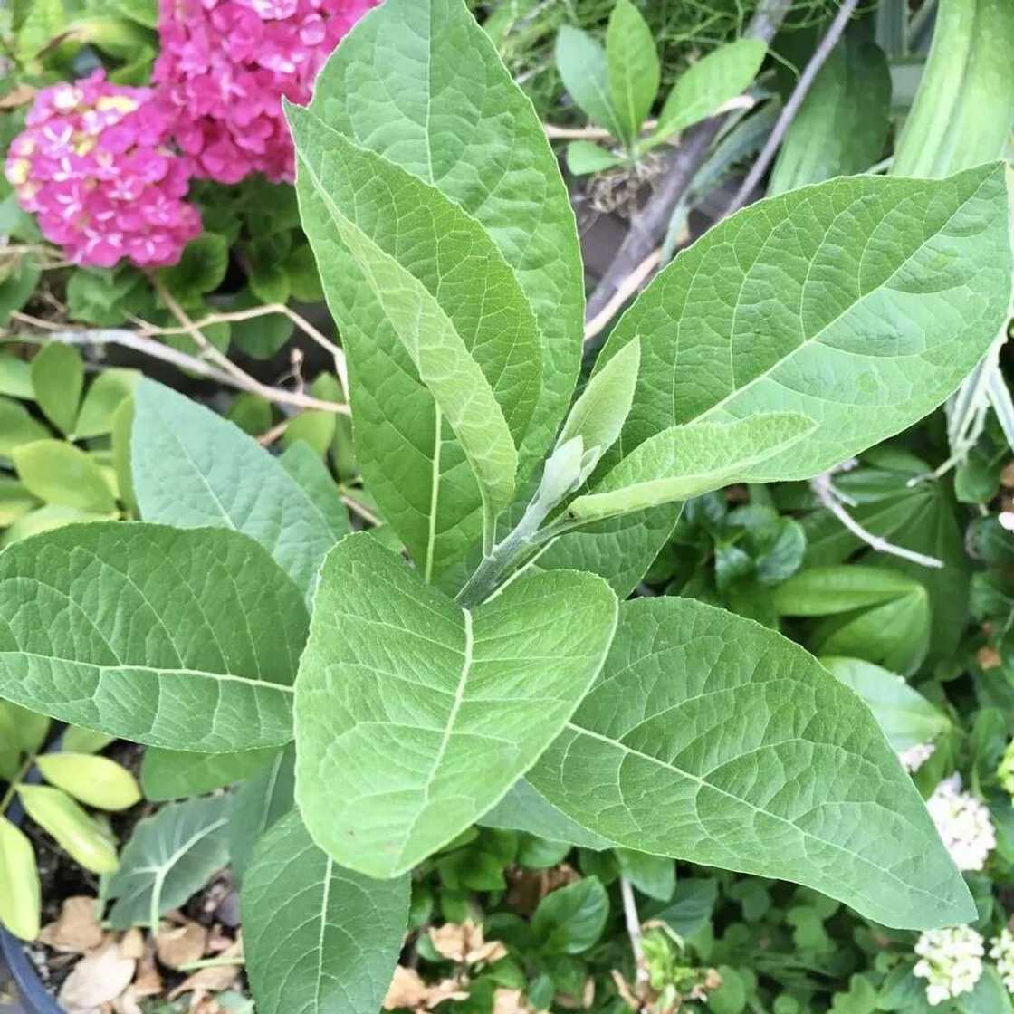 Effect of bitter leaf Effect of bitter leaf