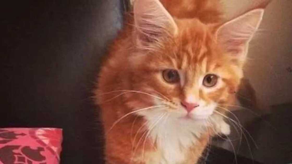 Kun san Magen da tafi ko wanne tsayi a duniya? Kun san Magen da tafi ko wanne tsayi a duniya?