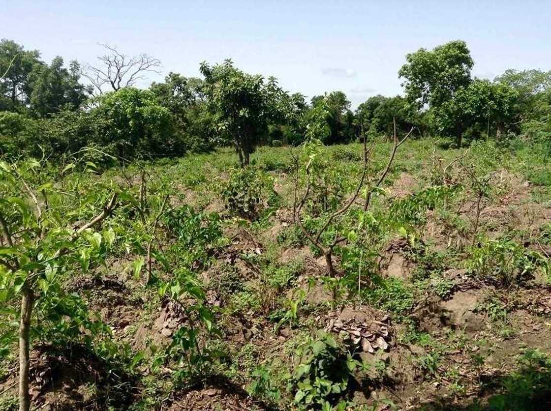 Magidanta sun fara satar kayan gona a Taraba Magidanta sun fara satar kayan gona a Taraba