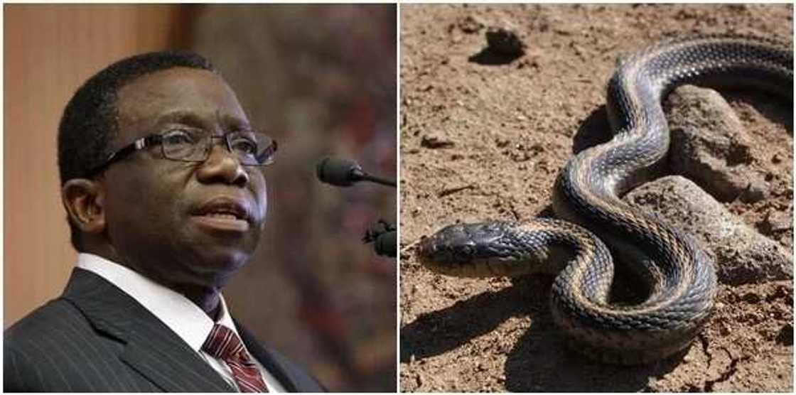 Babu karanci maganin cizon maciji a Najeriya – Ministar kula da kiwon Lafiya Adewole Babu karanci maganin cizon maciji a Najeriya – Ministar kula da kiwon Lafiya Adewole