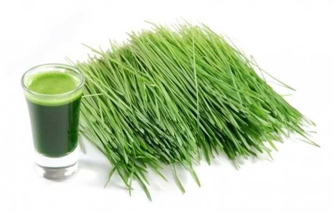 Wheatgrass Wheatgrass