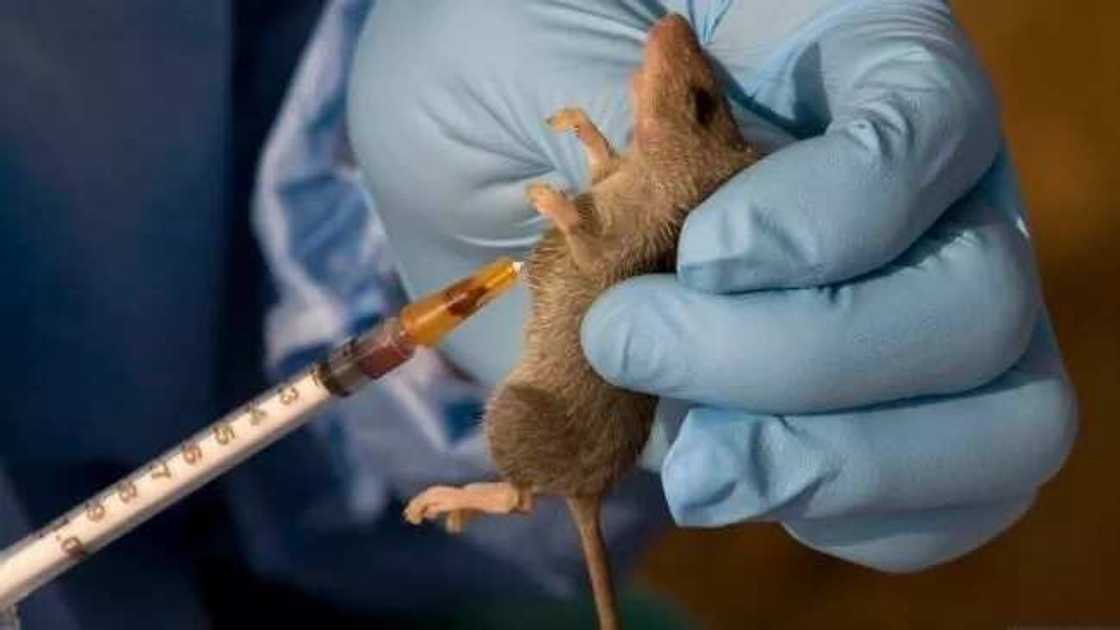 Ga wani abu akan matar Sarki: Hanyoyi 5 da za’a iya bi don kubuta daga kamuwa daga zazzabin cutar Lassa Ga wani abu akan matar Sarki: Hanyoyi 5 da za’a iya bi don kubuta daga kamuwa daga zazzabin cutar Lassa