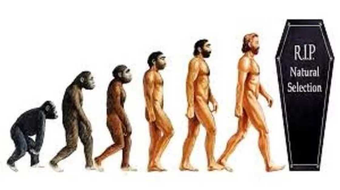 Kimiyya: Shin ina ne asalin danAdam, kuma meye alakarsa da sauran halittun duniya? Kimiyya: Shin ina ne asalin danAdam, kuma meye alakarsa da sauran halittun duniya?