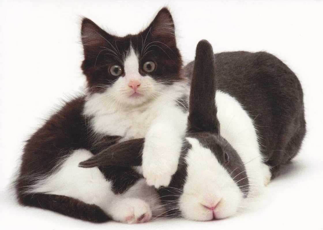cat and rabbit cat and rabbit