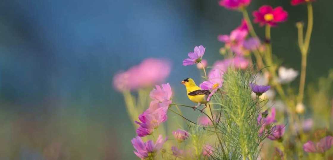 Flowers and a bird