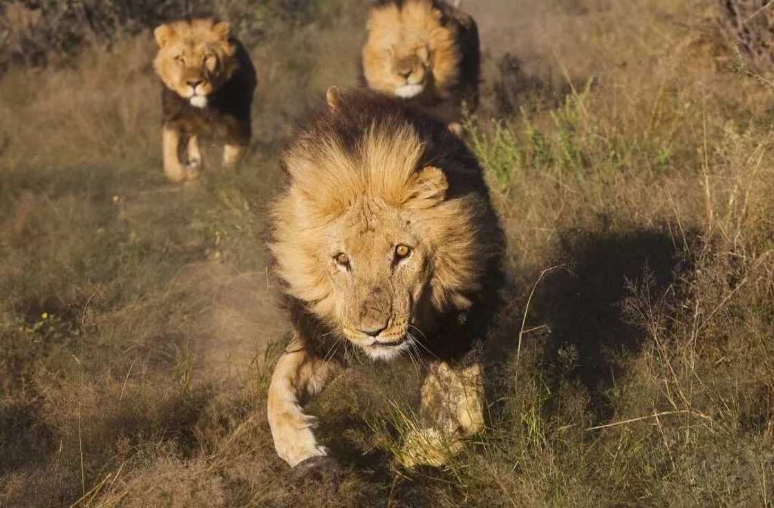 Zaki ya cinye wadansu mafarauta dake kisan cin zali ga namun daji Zaki ya cinye wadansu mafarauta dake kisan cin zali ga namun daji