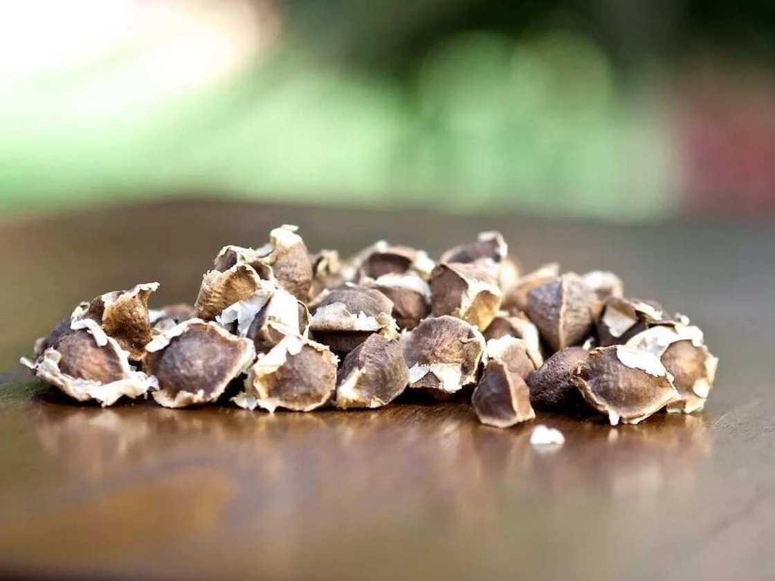 Moringa seed side effects Moringa seed side effects