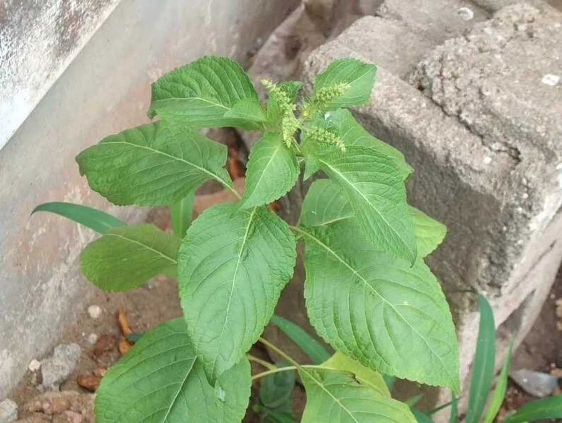 Efirin (African Basil) Efirin (African Basil)