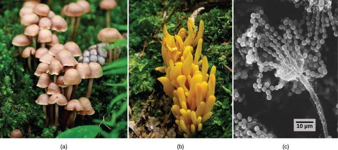Economic importance of fungi in commercial agriculture Economic importance of fungi in commercial agriculture