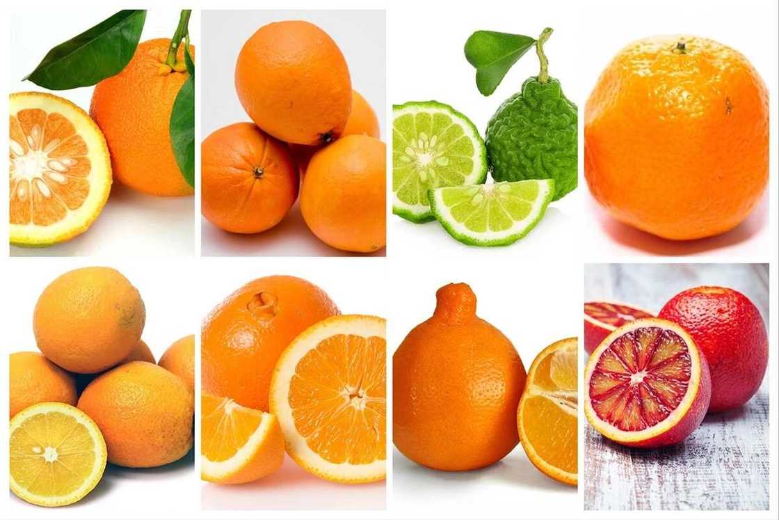 Types of oranges fruit