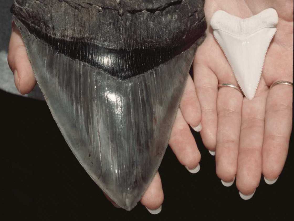 Incredible size of megalodon`s tooth Incredible size of megalodon`s tooth