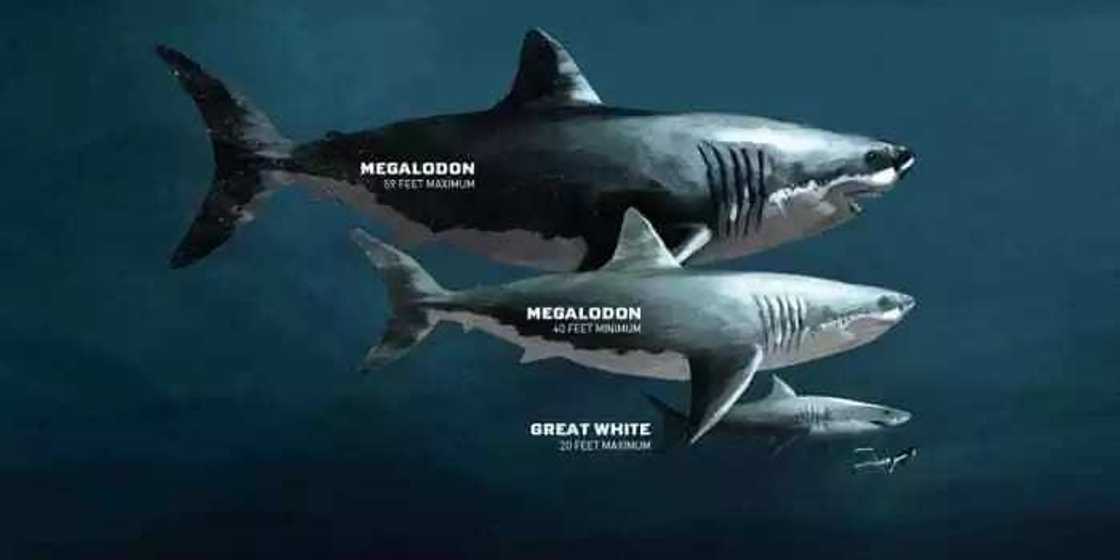 Descendant of the white shark Descendant of the white shark