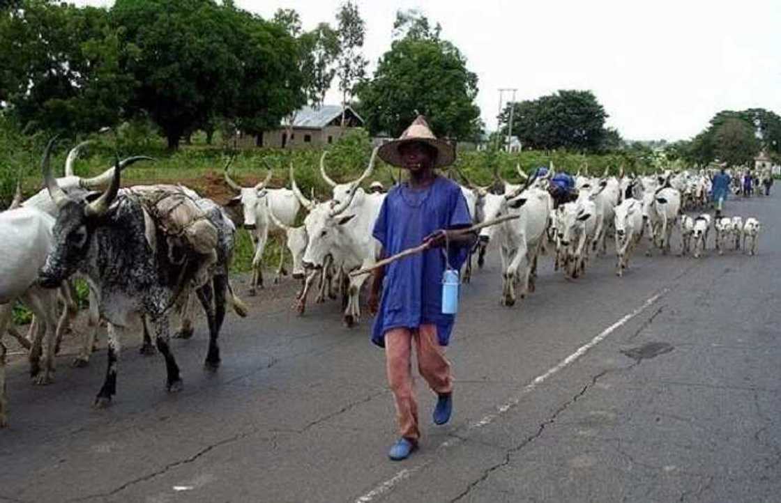 Rikicin Taraba: Mun rasa mutane da dabobi - Inji Fulani Rikicin Taraba: Mun rasa mutane da dabobi - Inji Fulani