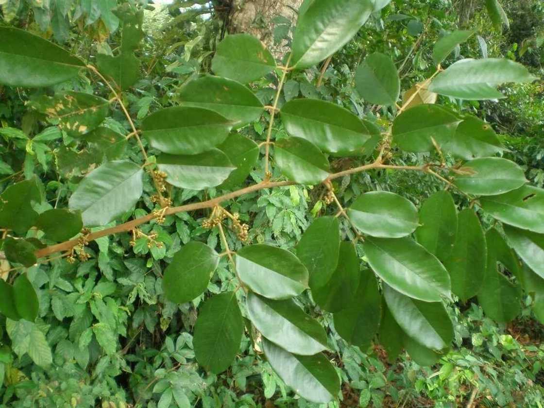 Anthonotha macrophylla Anthonotha macrophylla