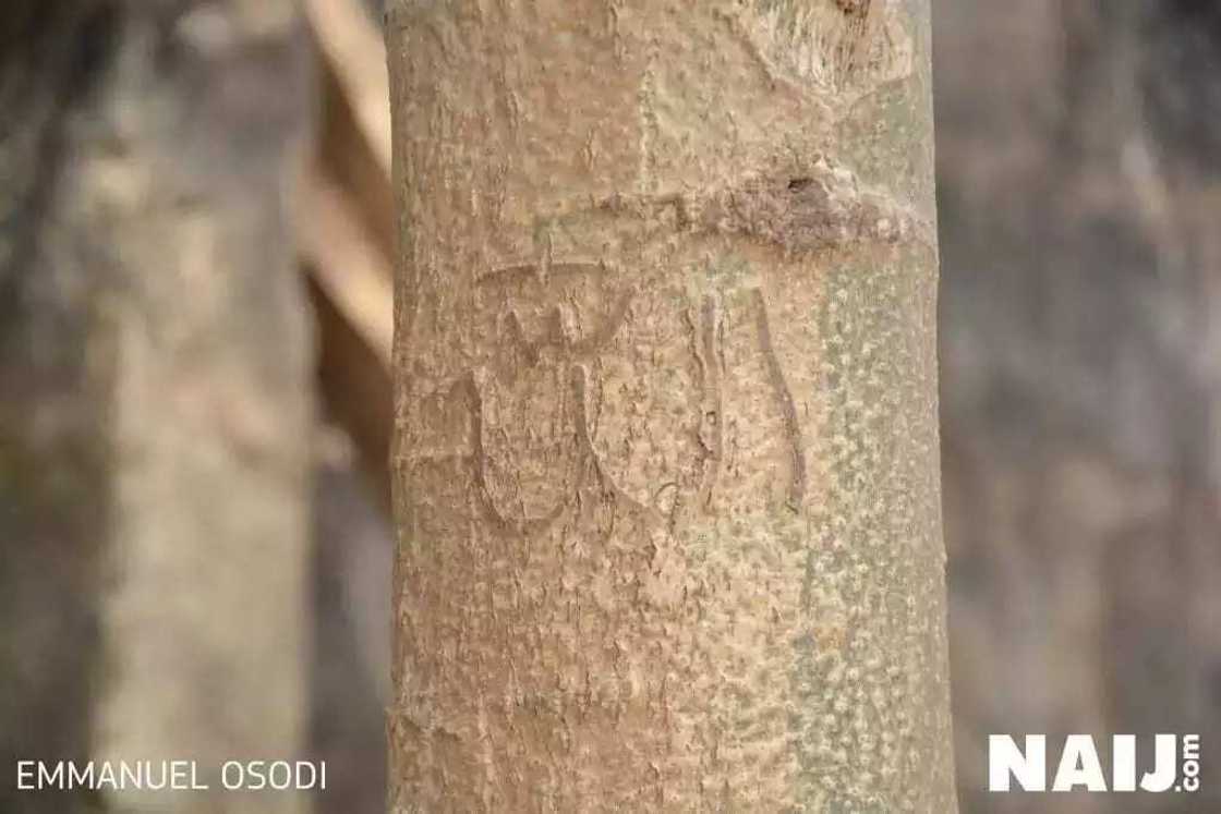 Sunan Allah ya bayyana a jikin bishiyar zogale Sunan Allah ya bayyana a jikin bishiyar zogale