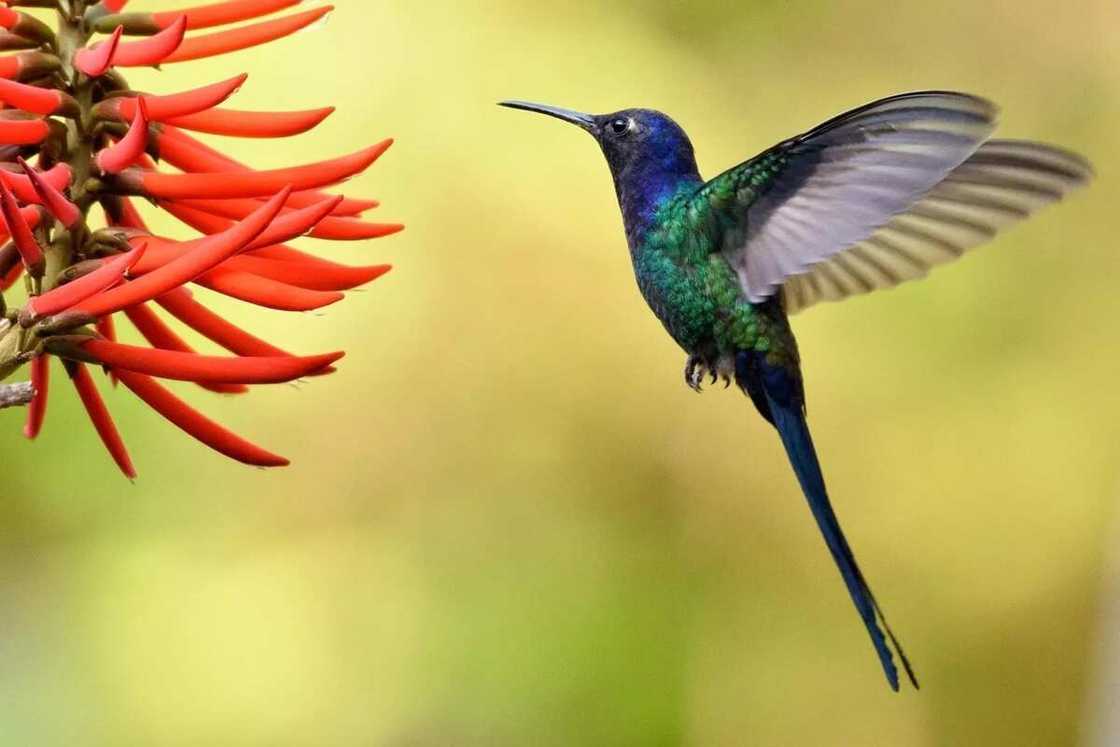 Swallow-Tailed Hummingbird