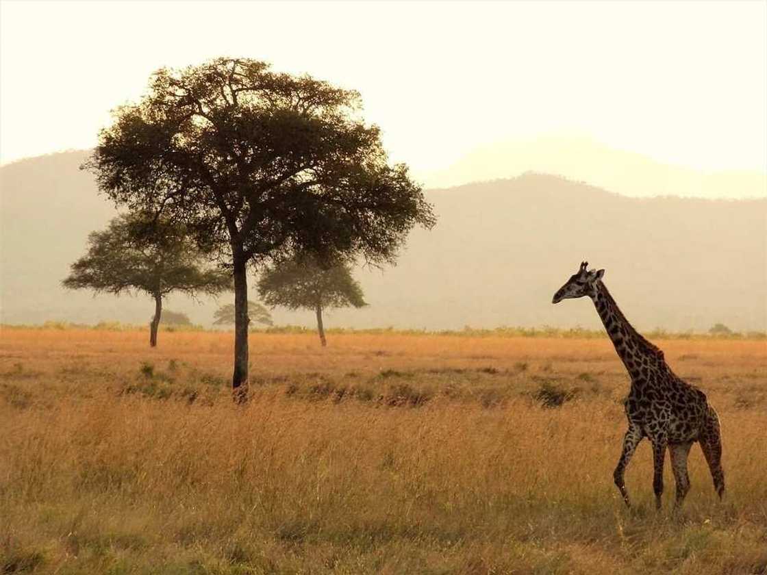Beautiful Africa Beautiful Africa