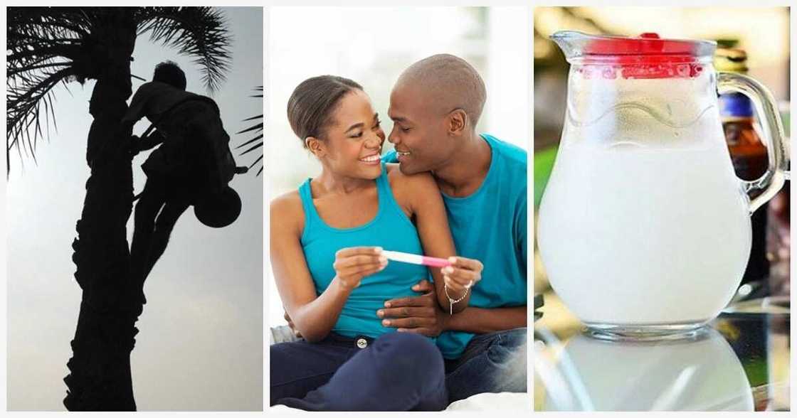 Palm wine and fertility: what's the effect? Palm wine and fertility: what's the effect?