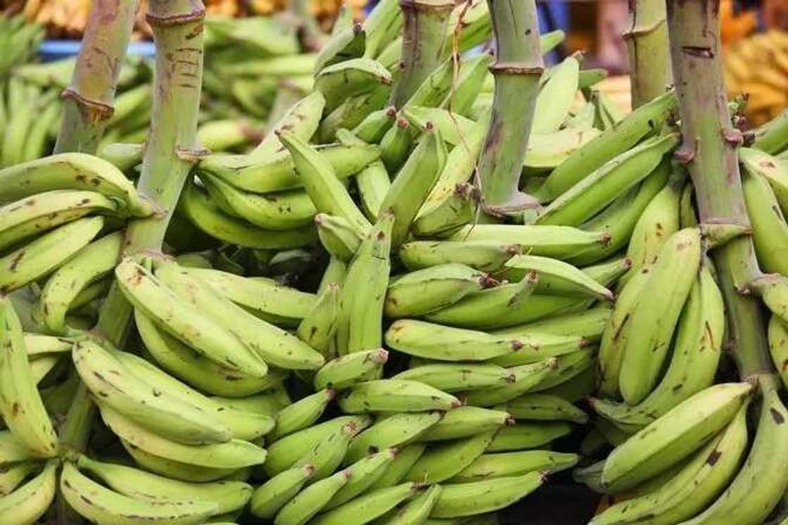 Benefits of unripe plantain for pregnant women Benefits of unripe plantain for pregnant women