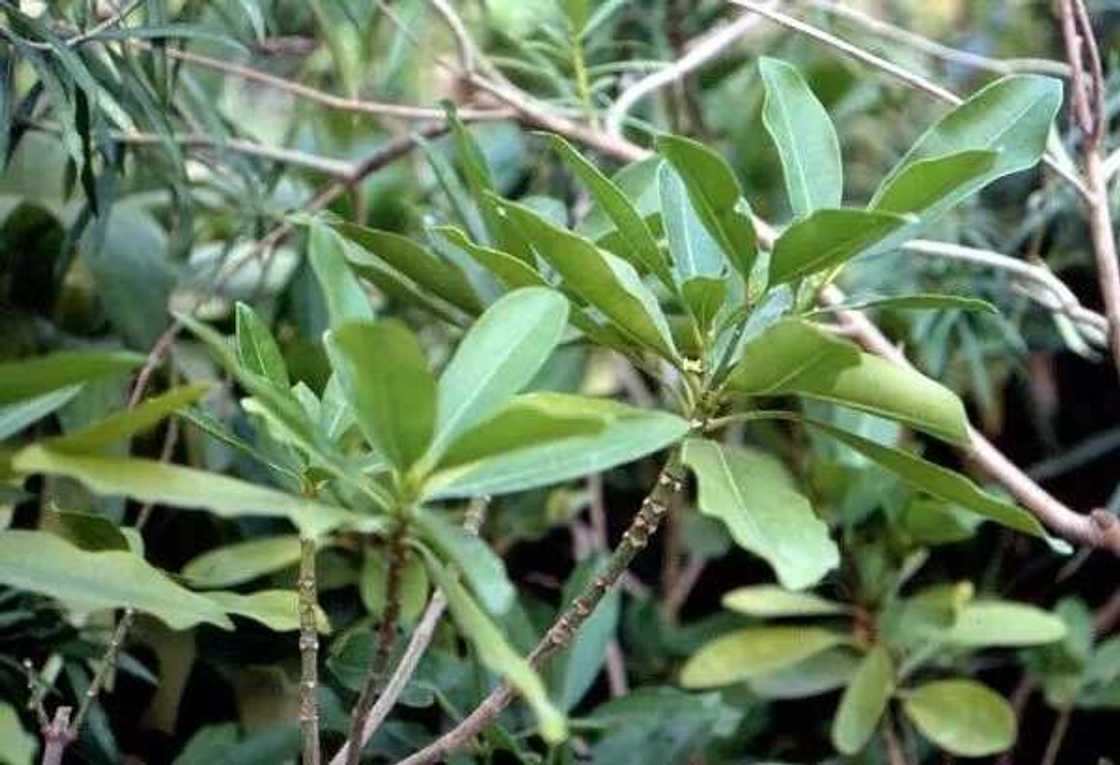 Alstonia boonei