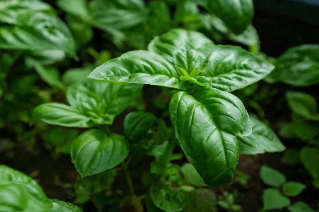 Basil