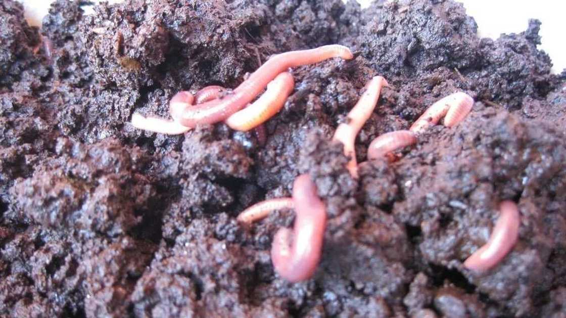 Importance of vermicompost