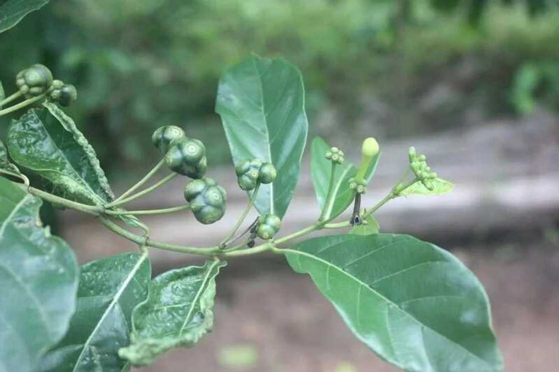 Morinda Lucida