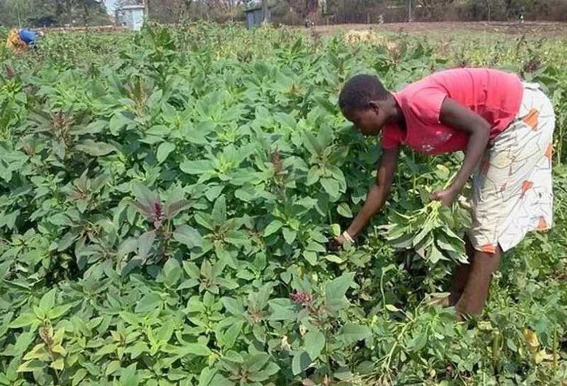 Health benefits of bitter leaves water to the body