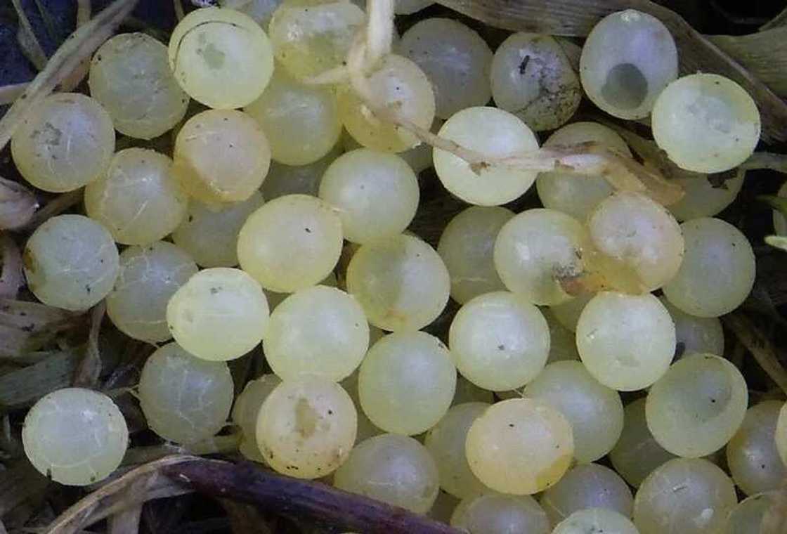 land snail eggs land snail eggs