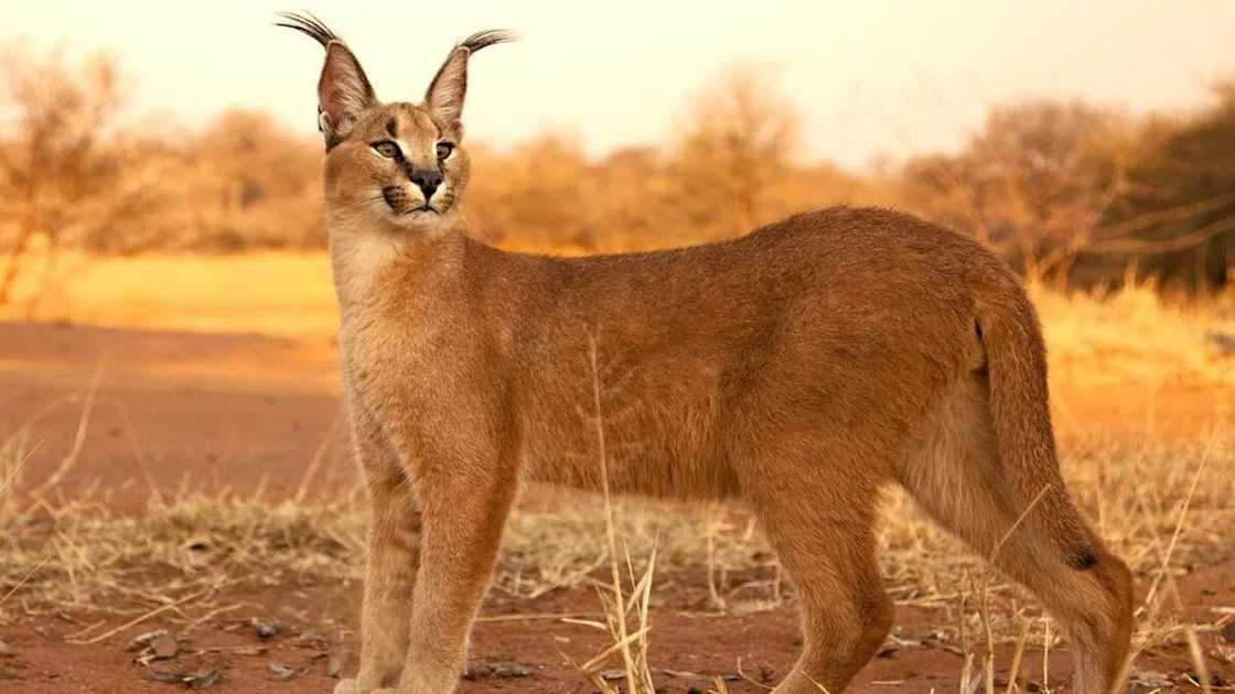 Caracal